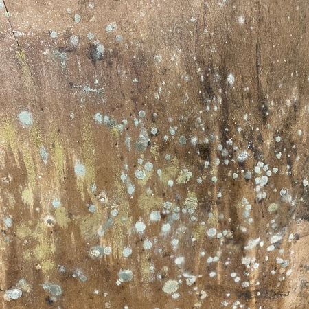 Closeup- mold growing on underside of wood furniture; raleigh, nc