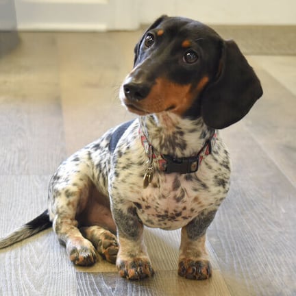 Mumford's spokesdog Hogarth knows furniture upholstery