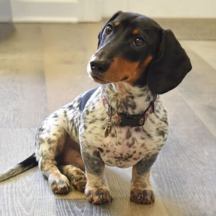 Hogarth Puppy_HeadTilt_furniture restoration - raleigh, nc